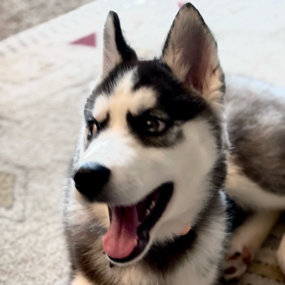 Meet your Posher, Katie - Picture 3 of 4